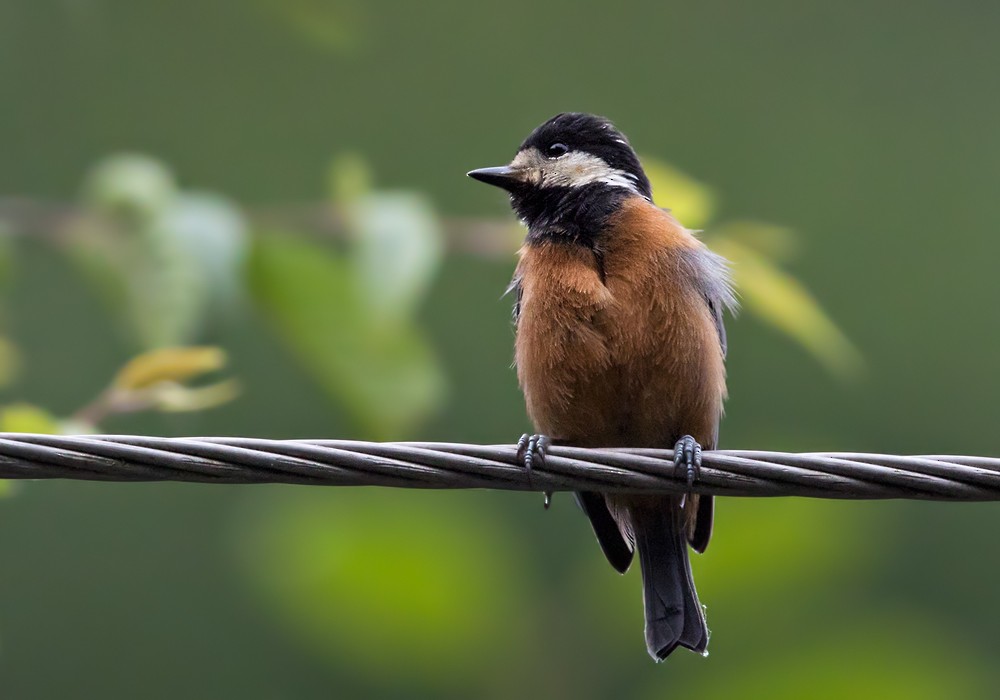 Chestnut-bellied Tit - Lars Petersson | My World of Bird Photography