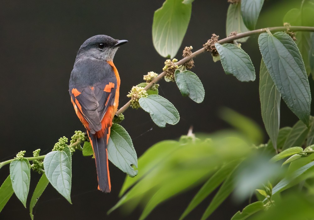 Gray-chinned Minivet (Gray-chinned) - Lars Petersson | My World of Bird Photography