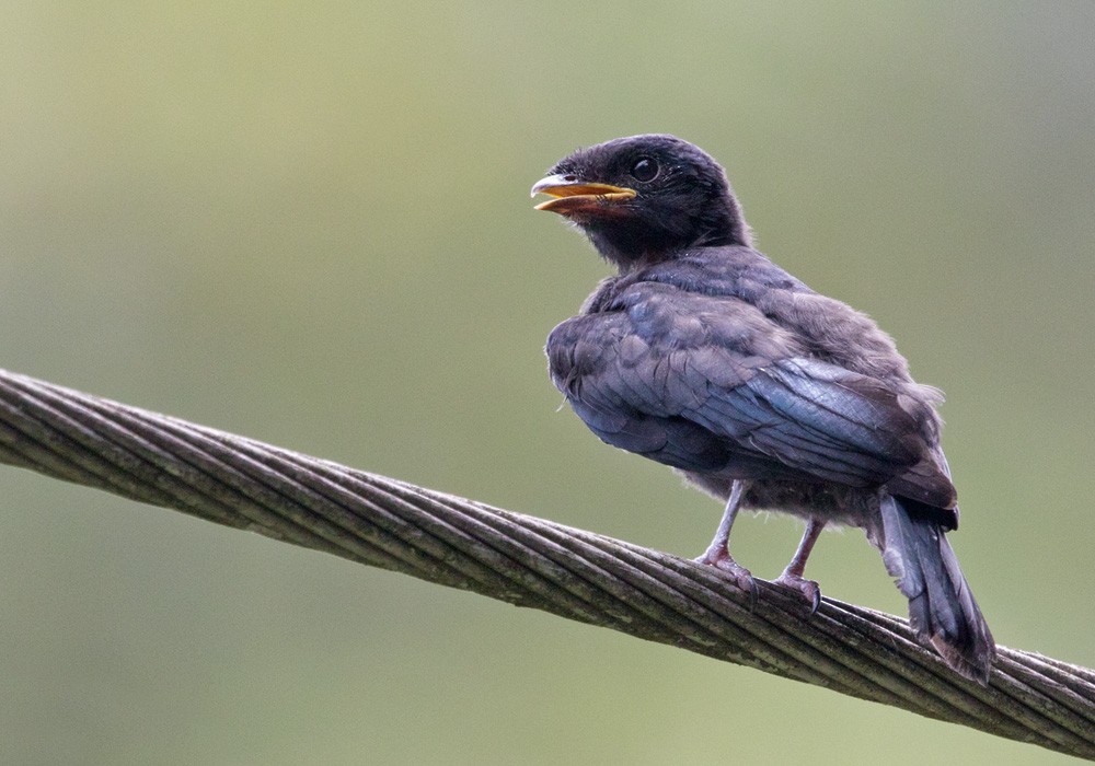 Bronzed Drongo - ML206008851