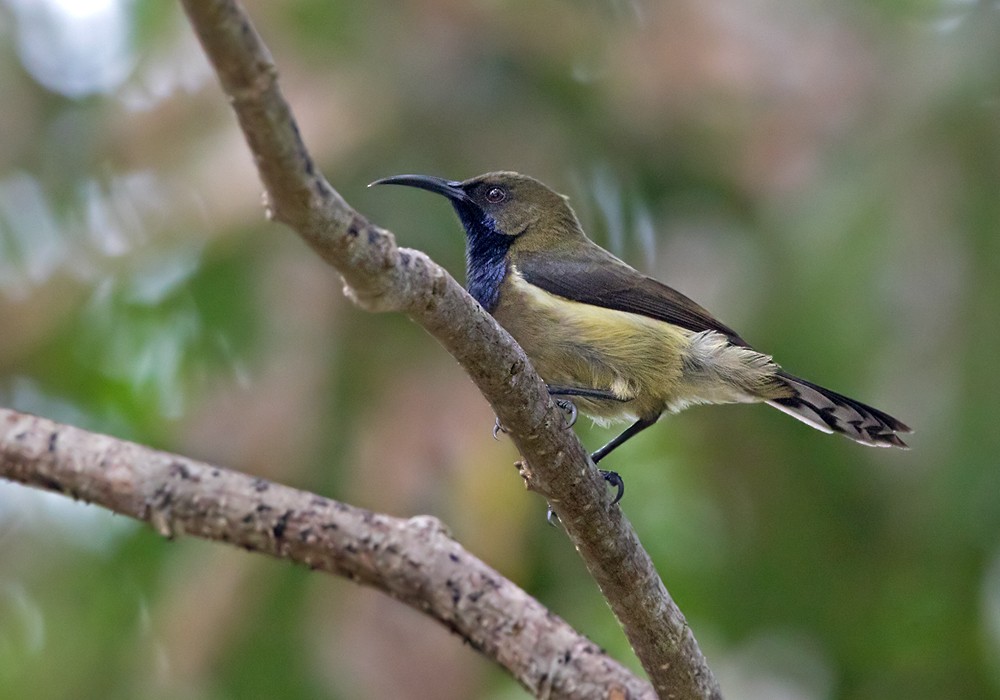 Principe Sunbird - Lars Petersson | My World of Bird Photography