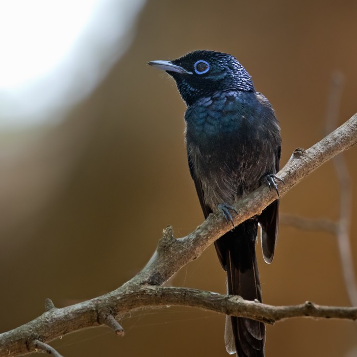 Sao Tome Paradise-Flycatcher - Lars Petersson | My World of Bird Photography