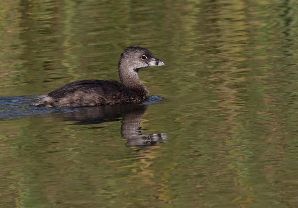 Pied-billed Grebe - Lars Petersson | My World of Bird Photography