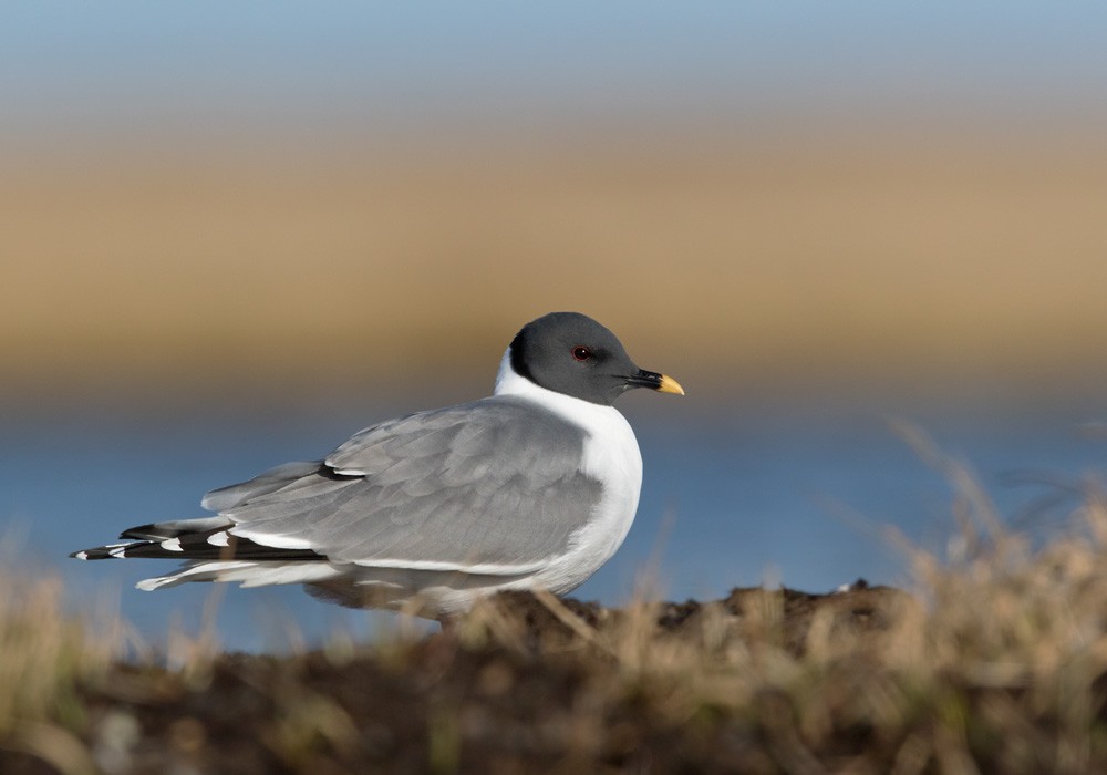 Sabine's Gull - ML206009281