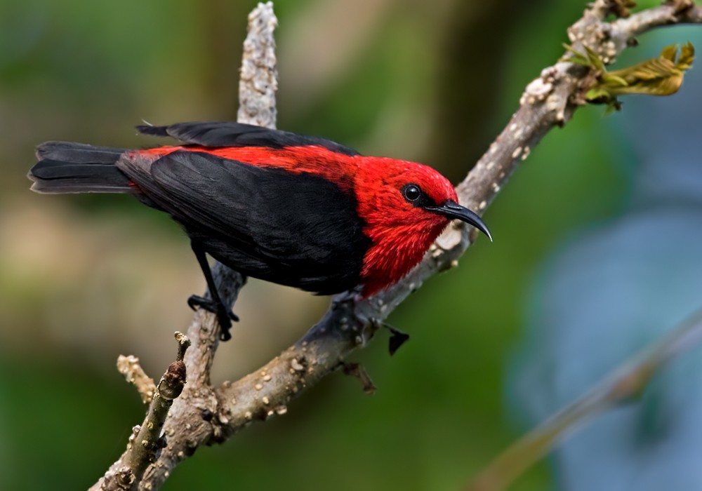 Samoan Myzomela - Lars Petersson | My World of Bird Photography