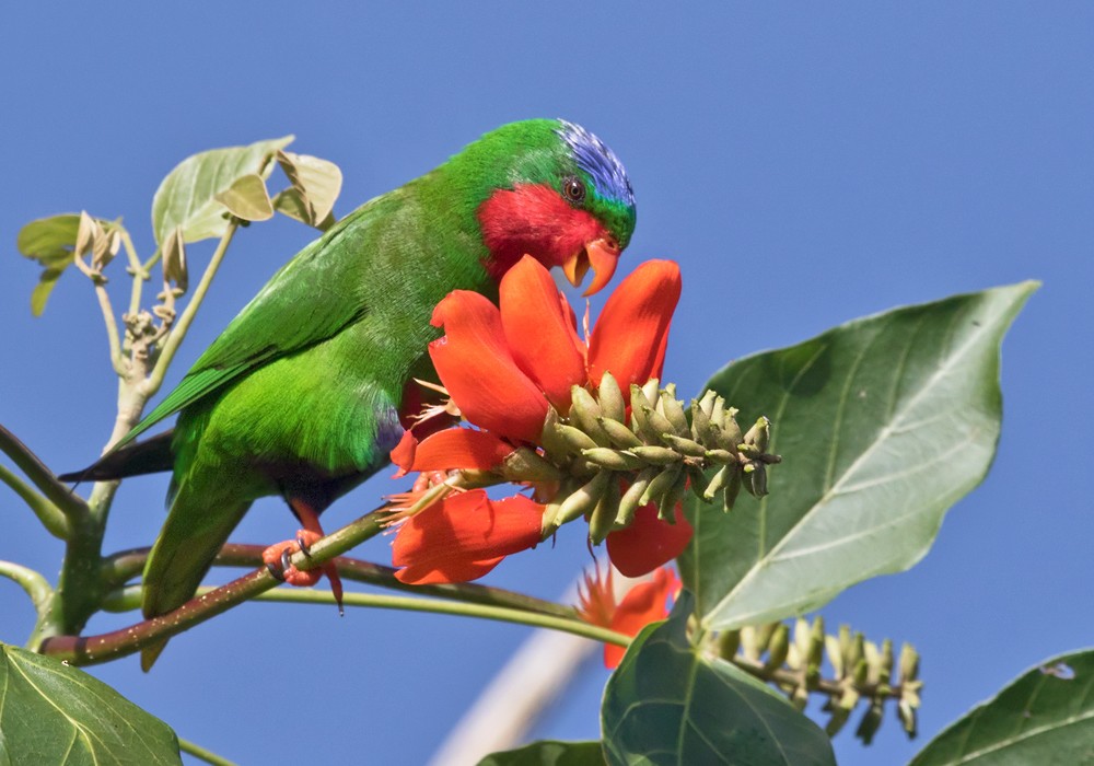 Blue-crowned Lorikeet - Lars Petersson | My World of Bird Photography
