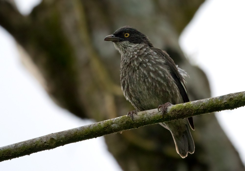 Polynesian Starling (Polynesian) - ML206009531