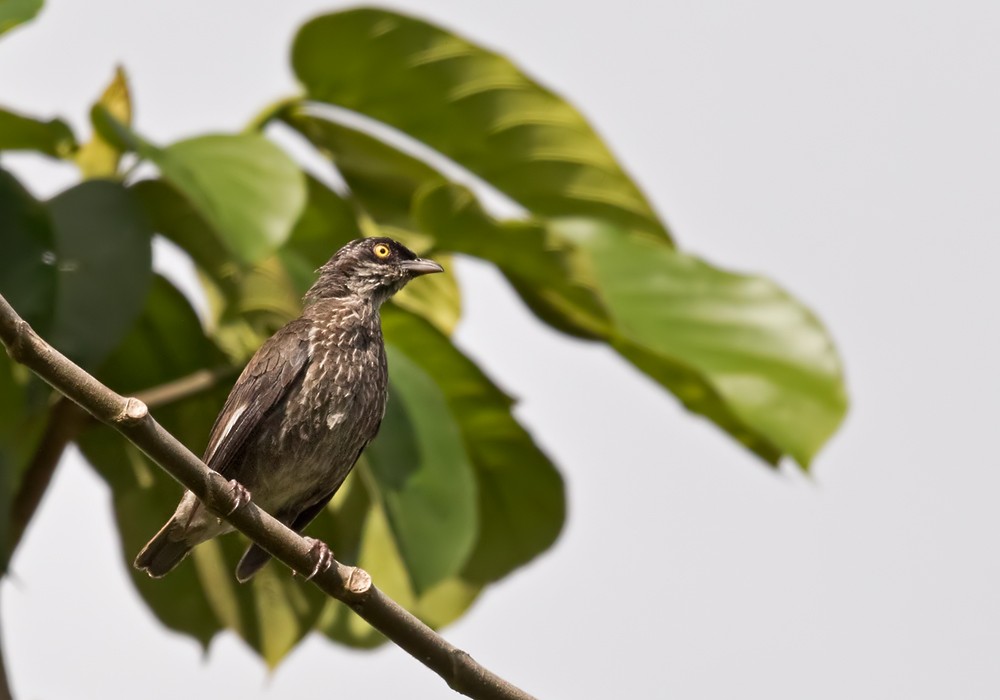 Polynesian Starling (Polynesian) - ML206009541