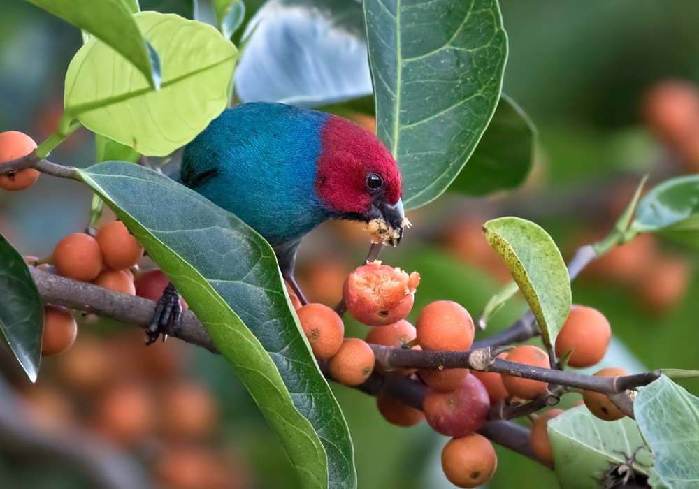 Vanuatu Papağan İspinozu (cyaneovirens/gaughrani) - ML206009731