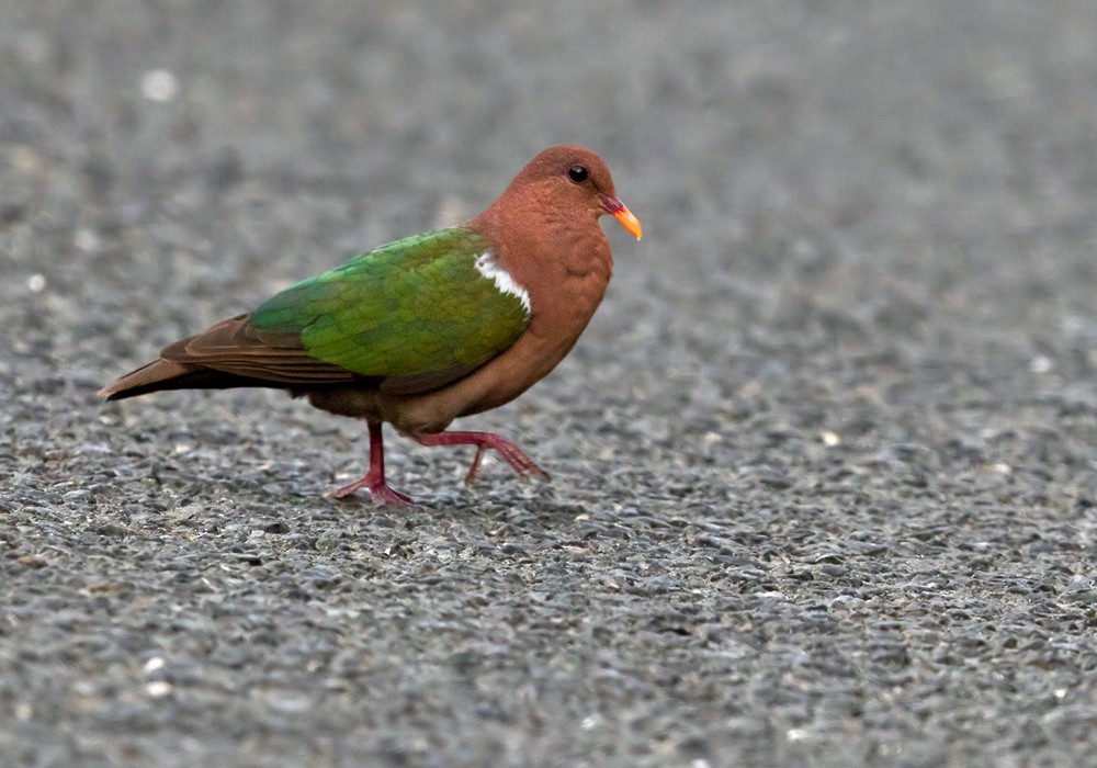 Pacific Emerald Dove - Lars Petersson | My World of Bird Photography
