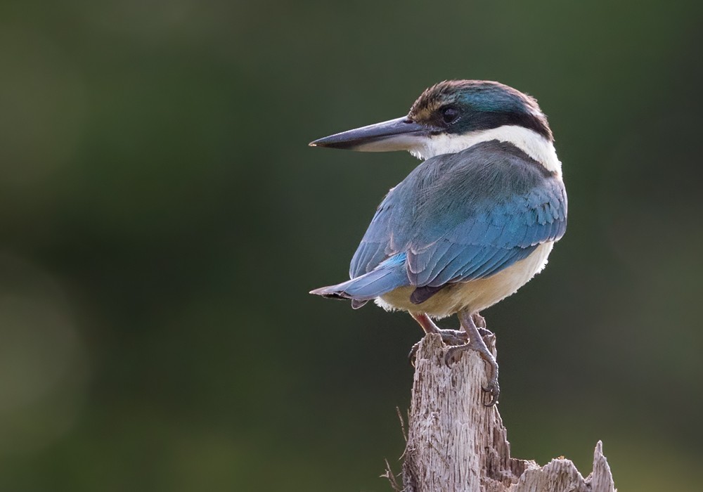 Sacred Kingfisher (Loyalty Is.) - ML206009891