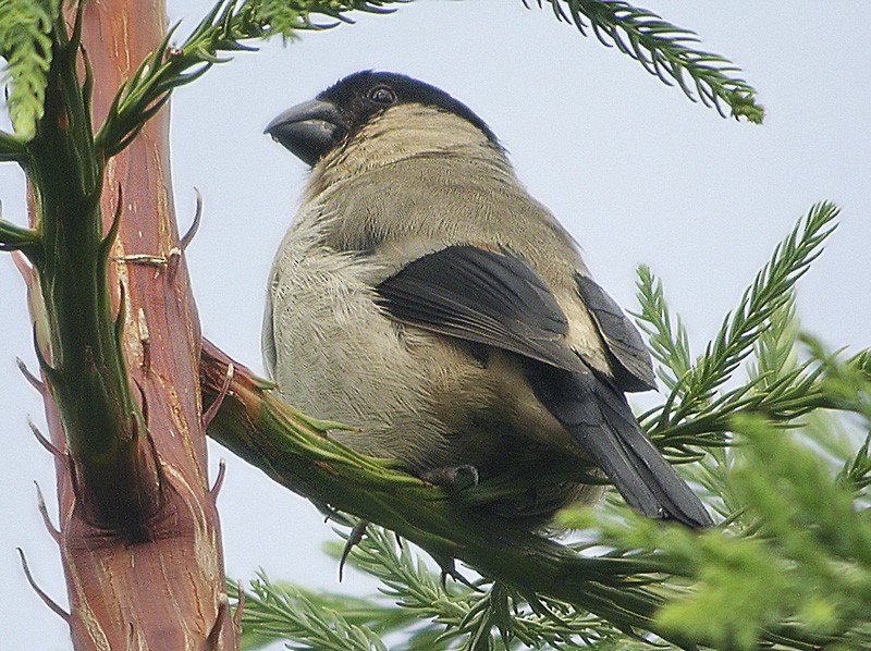 Azores Bullfinch - Lars Petersson | My World of Bird Photography