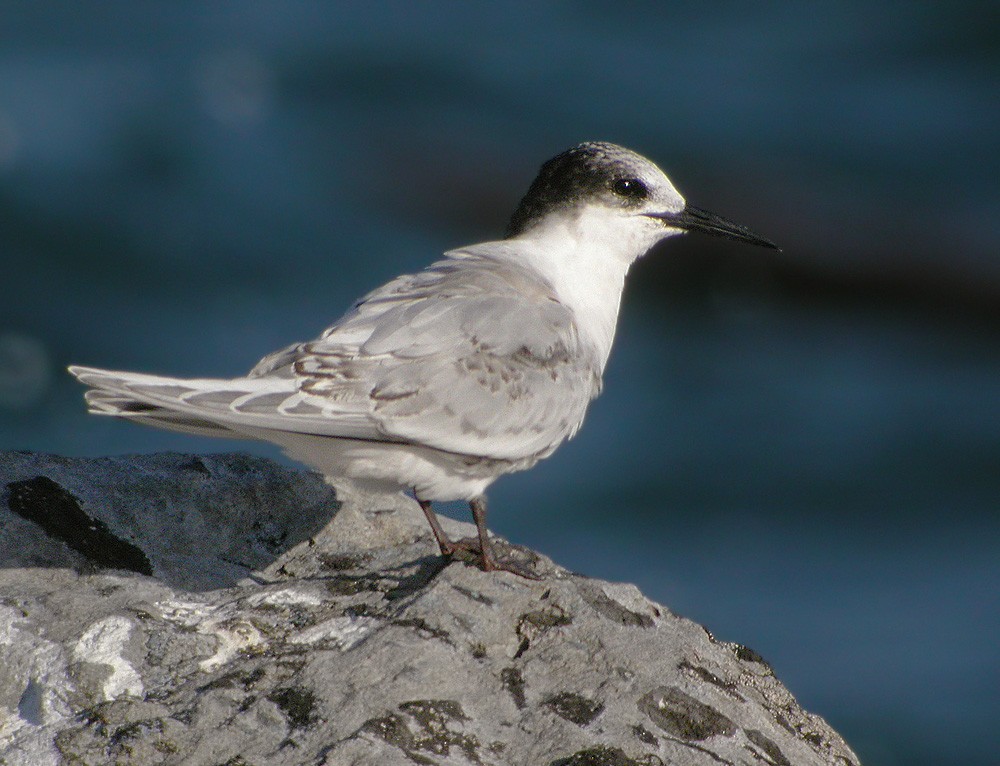 Roseate Tern - ML206010171