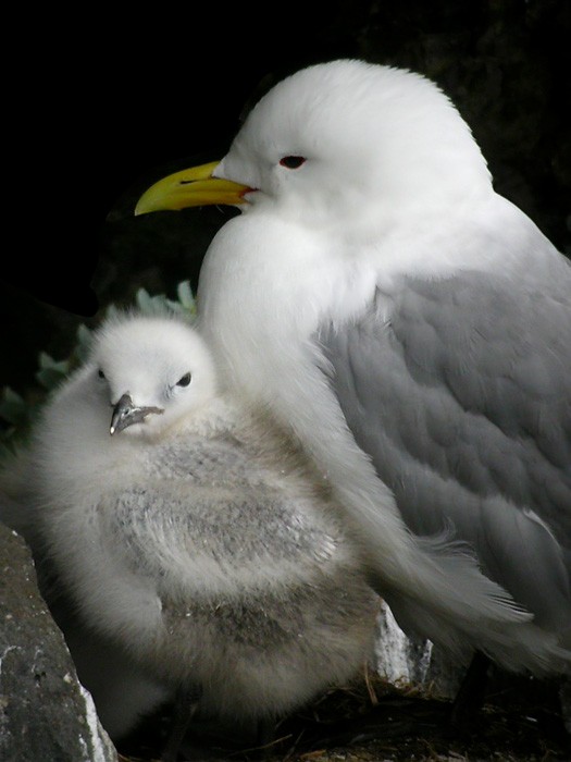 Black-legged Kittiwake (tridactyla) - ML206010191