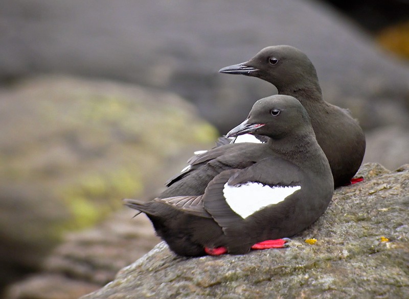 Black Guillemot (grylle Group) - ML206010211