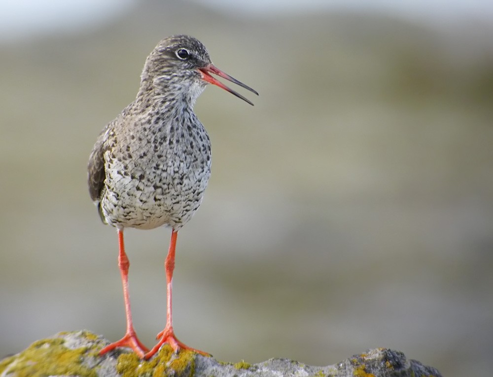 Common Redshank - ML206010231