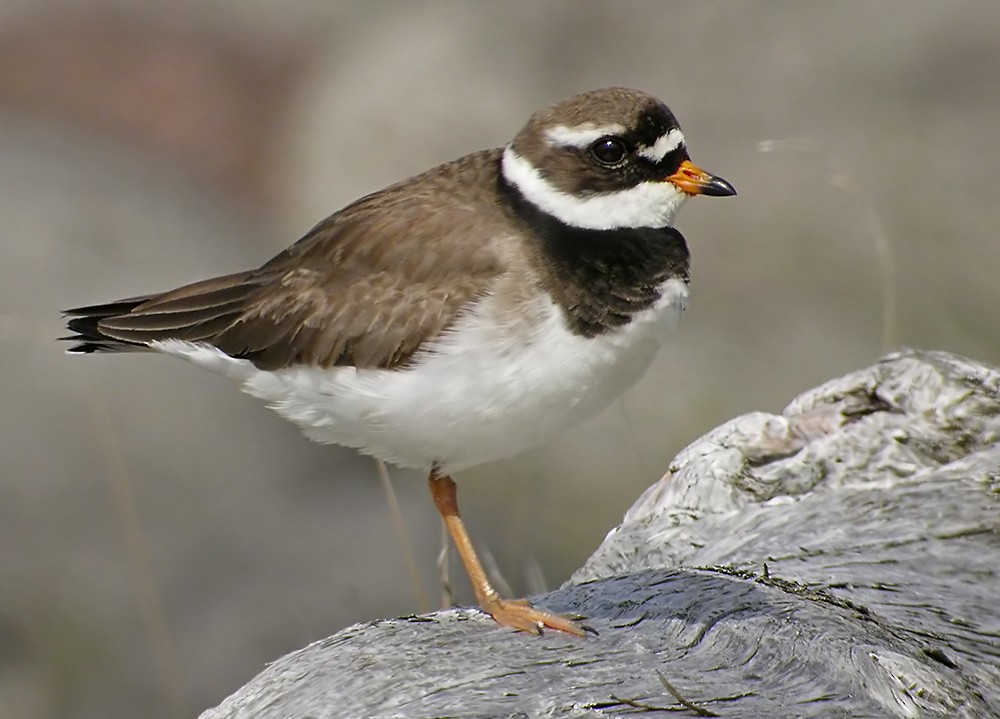 Common Ringed Plover - Lars Petersson | My World of Bird Photography