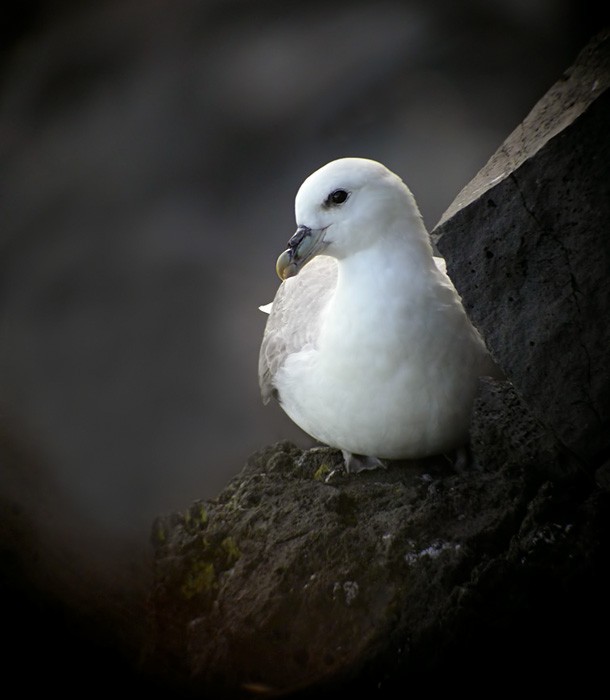 Northern Fulmar (Atlantic) - Lars Petersson | My World of Bird Photography
