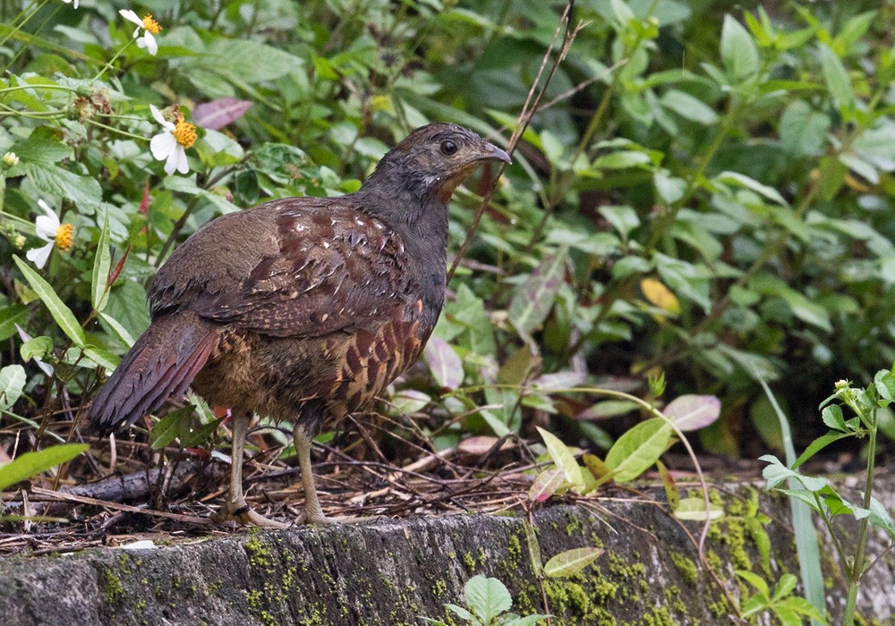 Taiwan Bamboo-Partridge - ML206010381