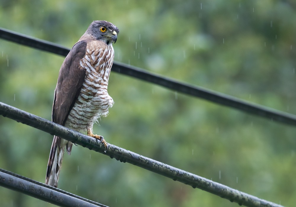 Crested Goshawk - Lars Petersson | My World of Bird Photography