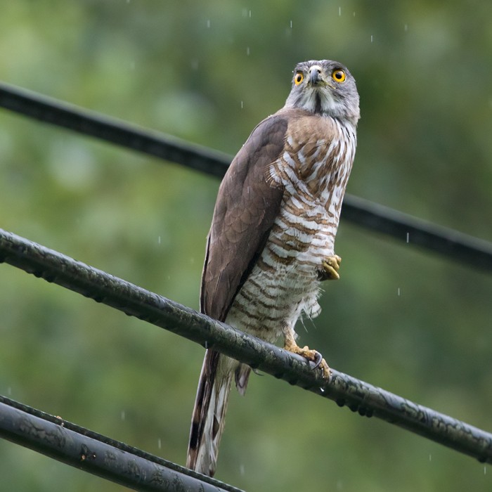 Crested Goshawk - ML206010401