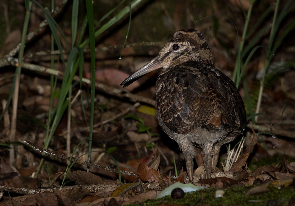 Amami Woodcock - ML206010451