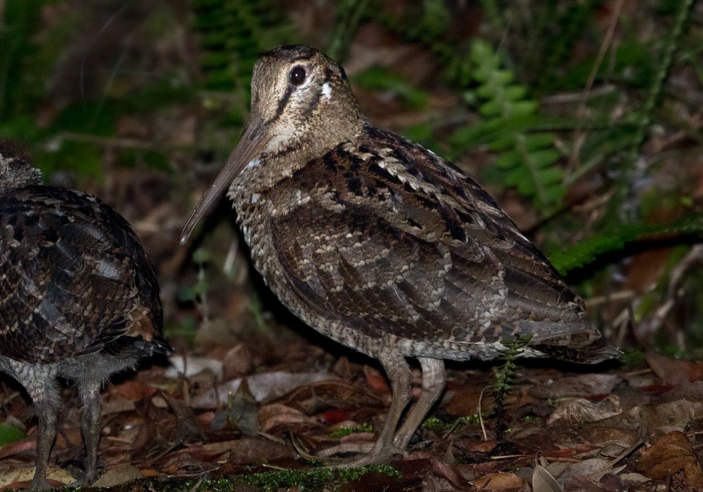 Amami Woodcock - Lars Petersson | My World of Bird Photography