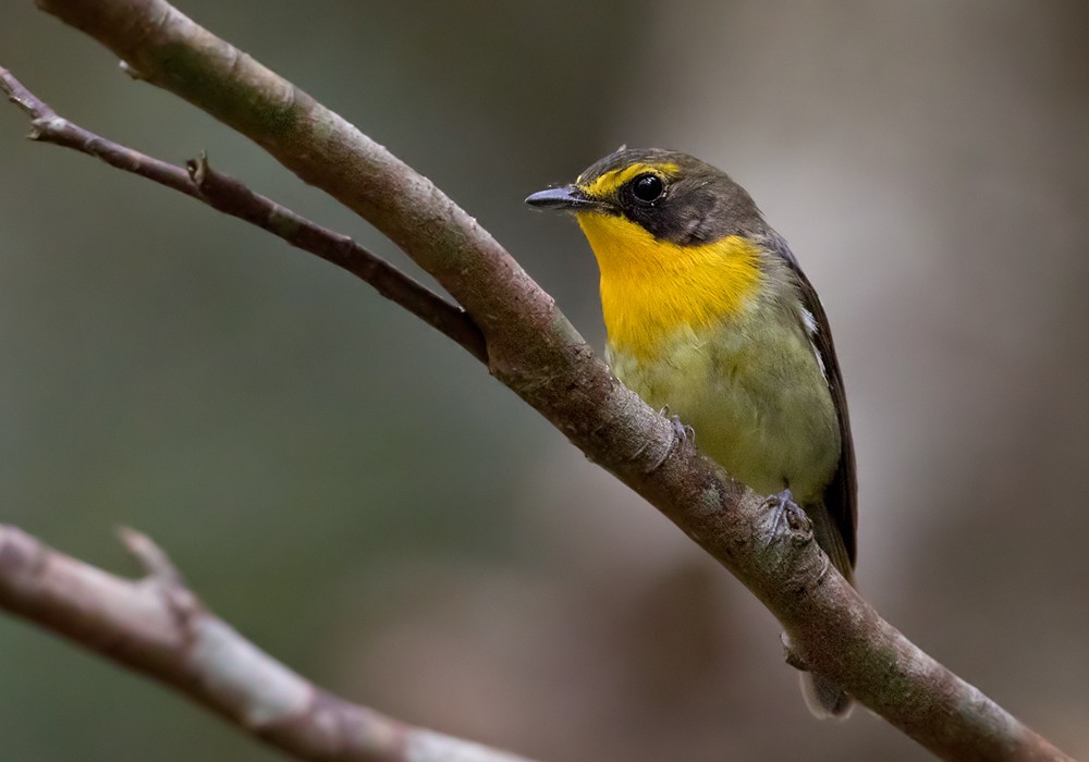 Ryukyu Flycatcher - ML206010561