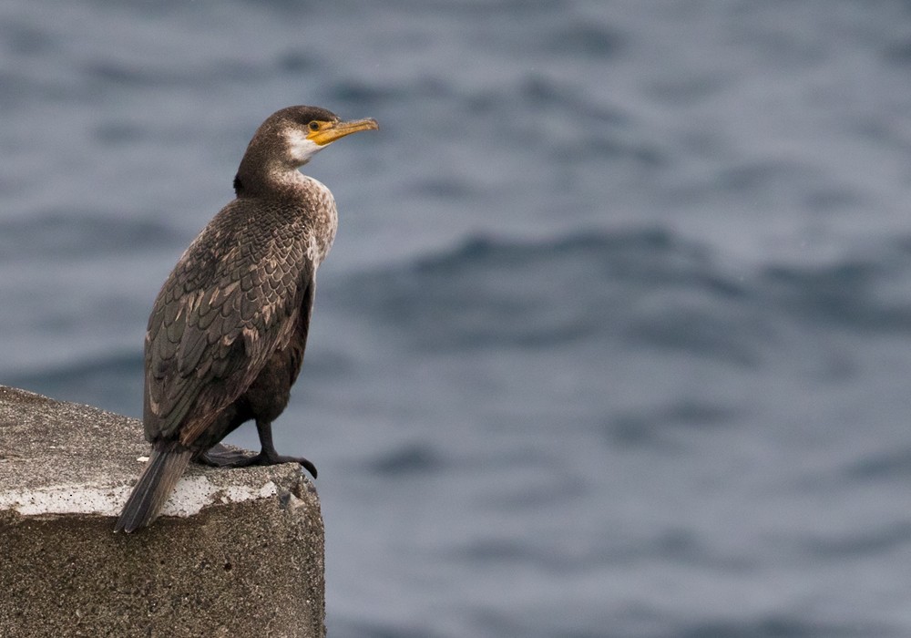 Grand Cormoran (sinensis/hanedae) - ML206010591