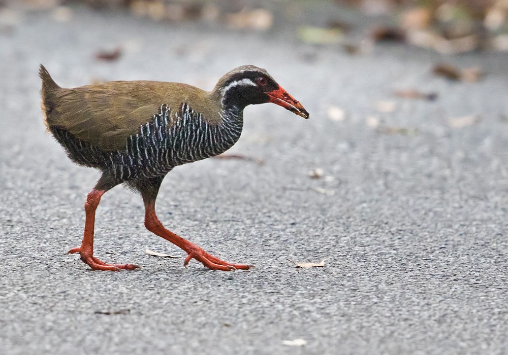 Okinawa Rail - Lars Petersson | My World of Bird Photography