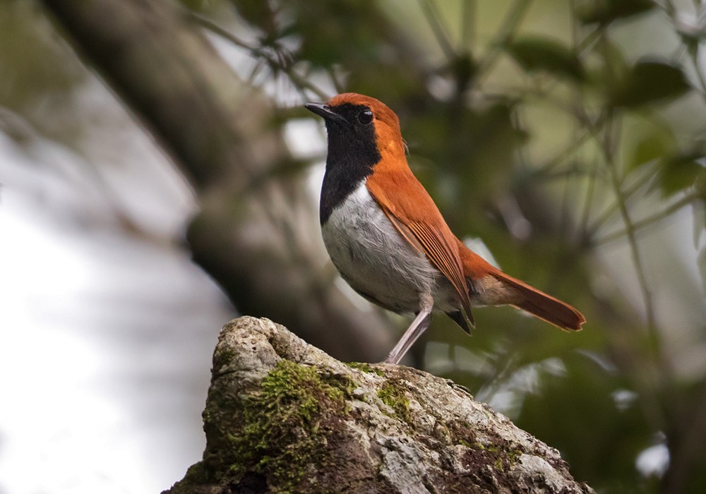Okinawa Robin - Lars Petersson | My World of Bird Photography