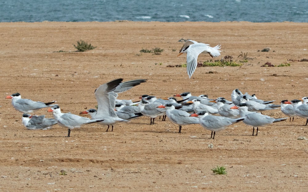 West African Crested Tern - Lars Petersson | My World of Bird Photography