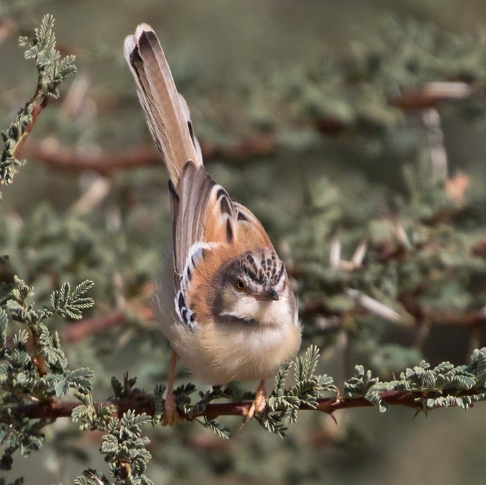 Cricket Longtail - Lars Petersson | My World of Bird Photography