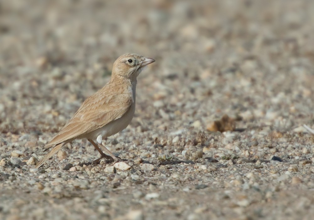 Dunn's Lark - Lars Petersson | My World of Bird Photography