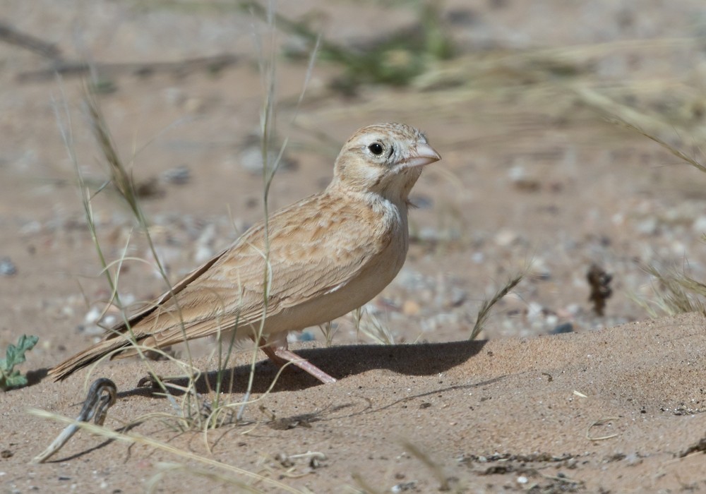 Dunn's Lark - Lars Petersson | My World of Bird Photography