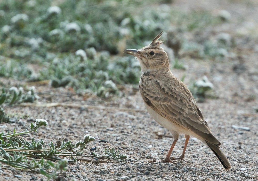 Crested Lark (Crested) - ML206011041