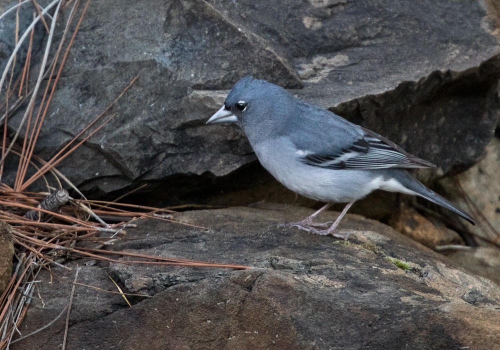 Gran Canaria Blue Chaffinch - ML206011201