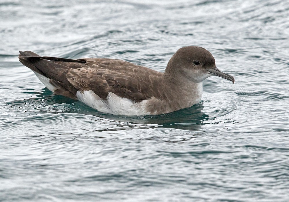 Fluttering Shearwater - ML206011391