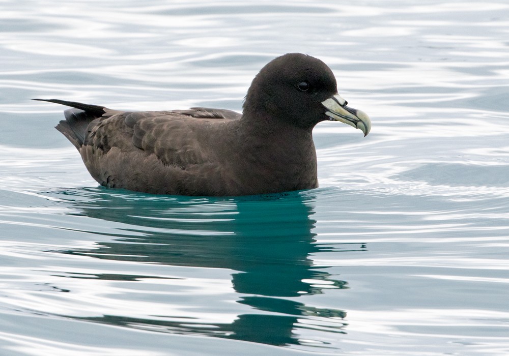 White-chinned Petrel - Lars Petersson | My World of Bird Photography