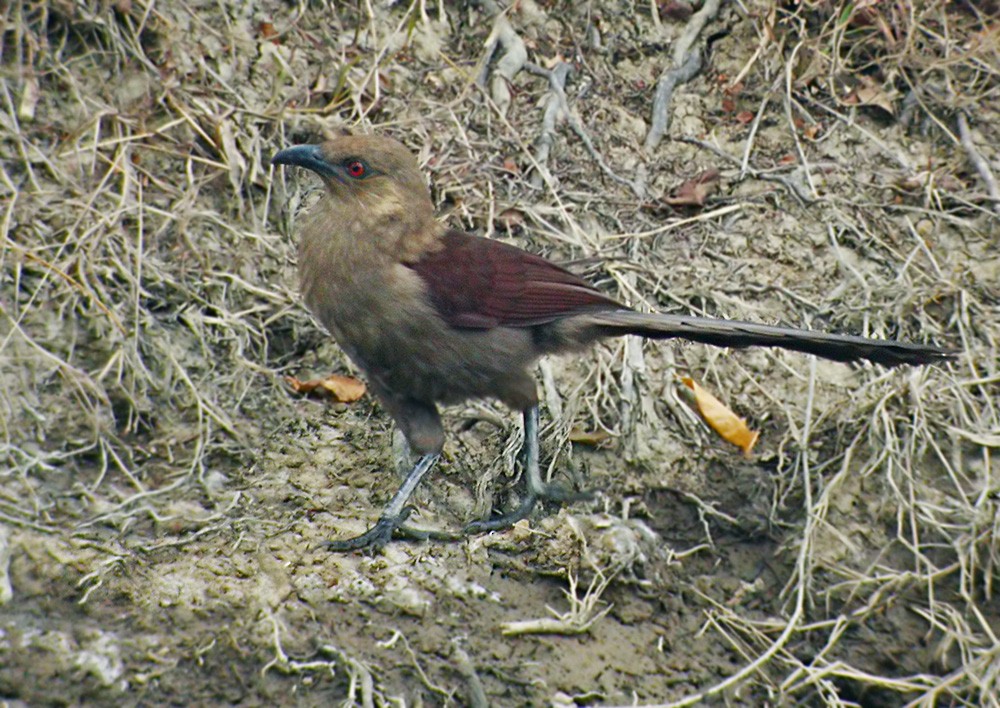 Andaman Coucal - ML206012091