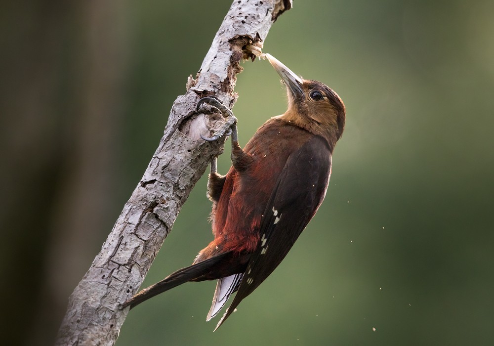 Okinawa Woodpecker - Lars Petersson | My World of Bird Photography