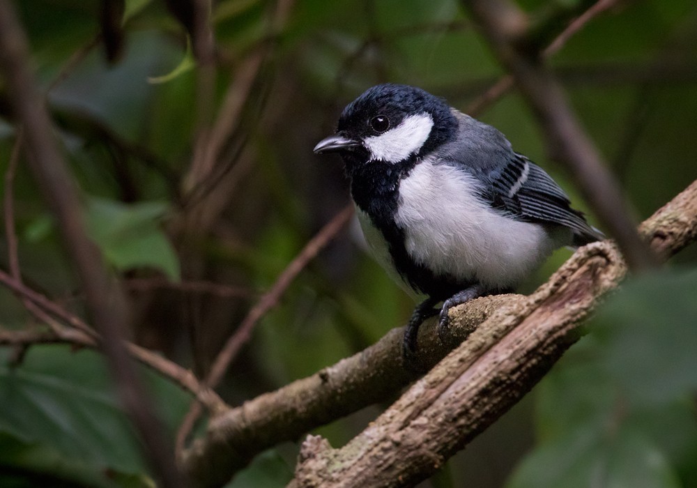 Japanese Tit (Okinawa) - ML206012211