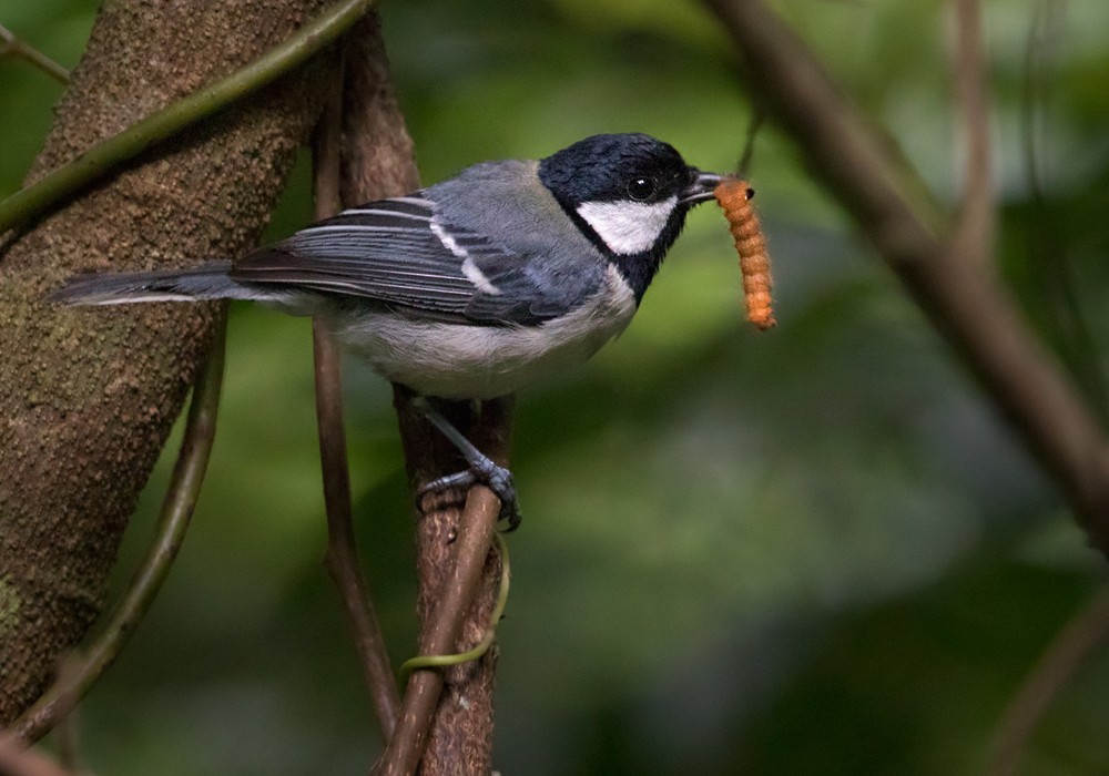 Japanese Tit (Okinawa) - ML206012221