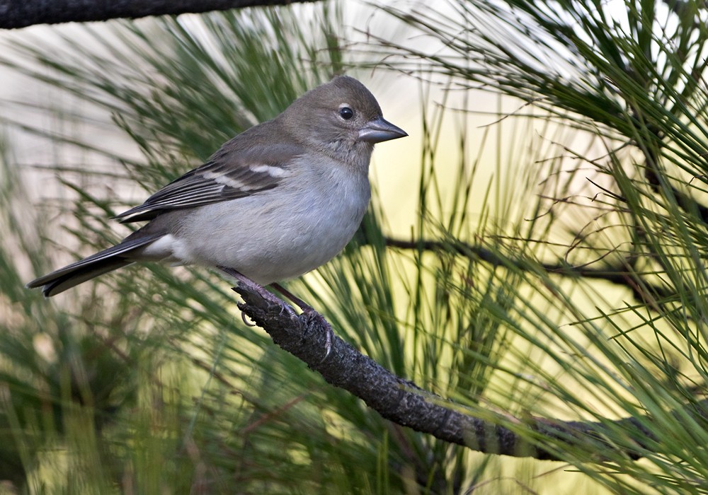 Gran Canaria Blue Chaffinch - ML206012441