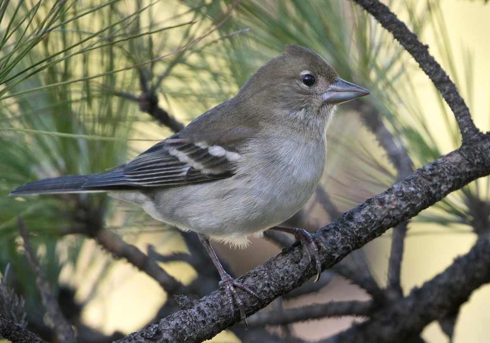 Gran Canaria Blue Chaffinch - ML206012451