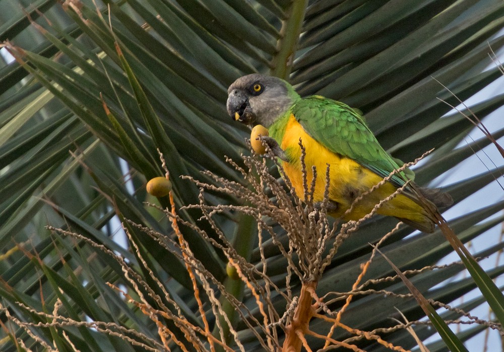 Senegal Parrot - Lars Petersson | My World of Bird Photography