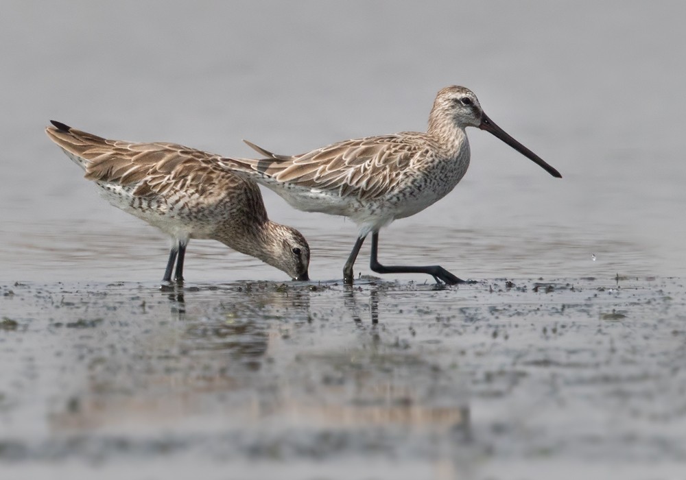 Asian Dowitcher - ML206012691