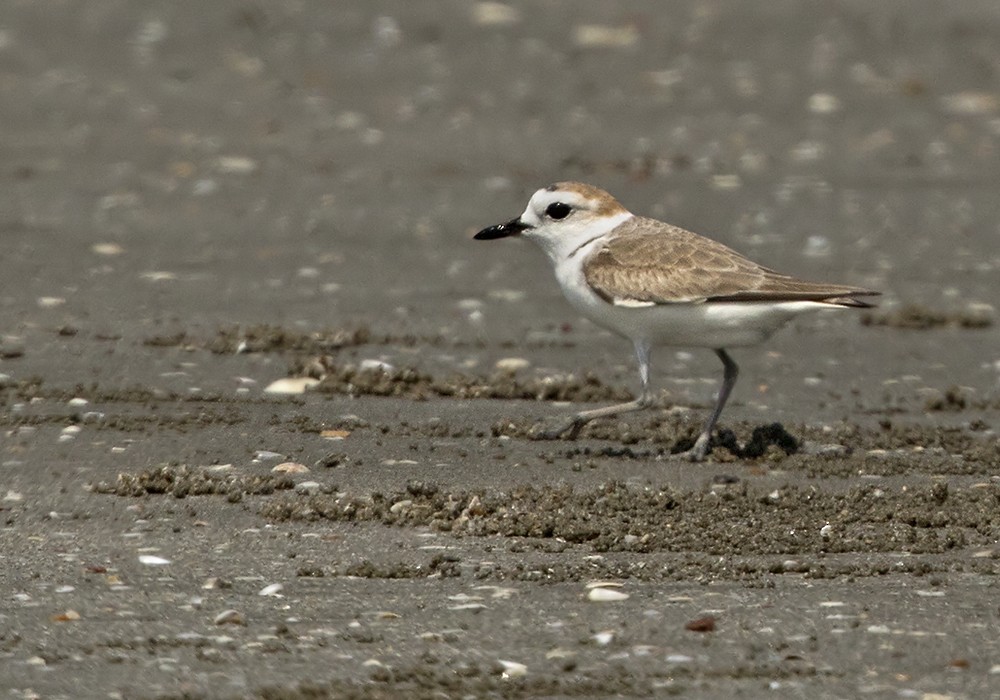 White-faced Plover - Lars Petersson | My World of Bird Photography