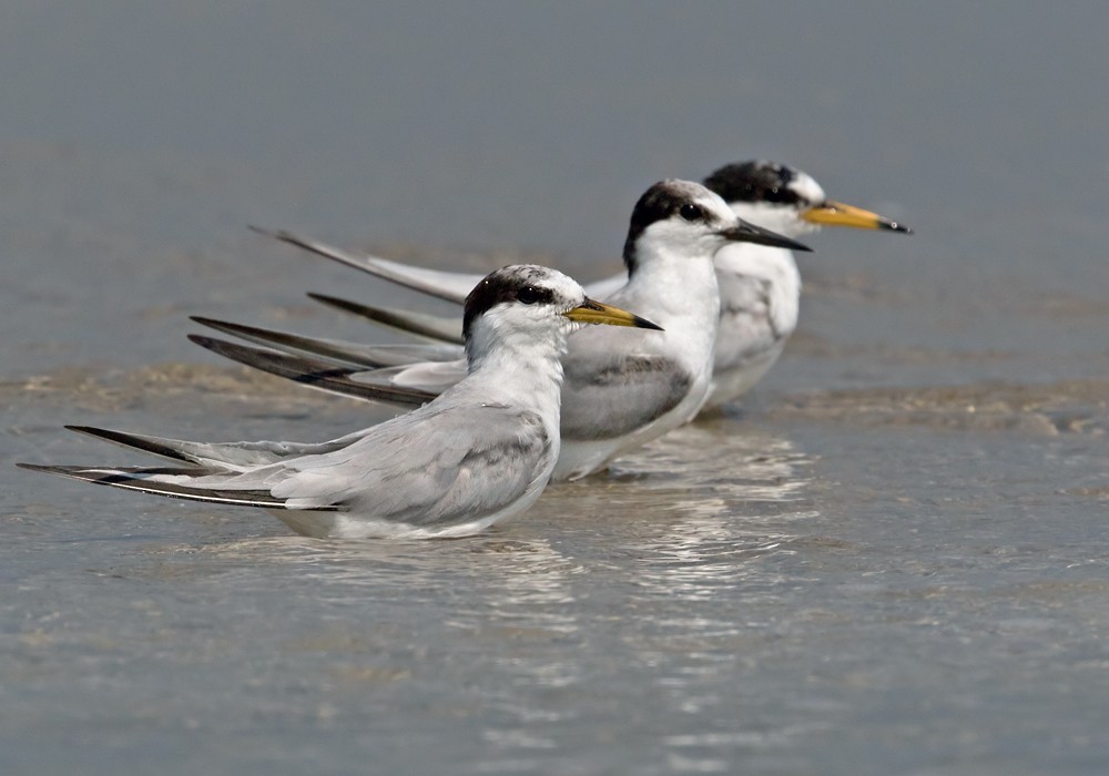 Little Tern - Lars Petersson | My World of Bird Photography