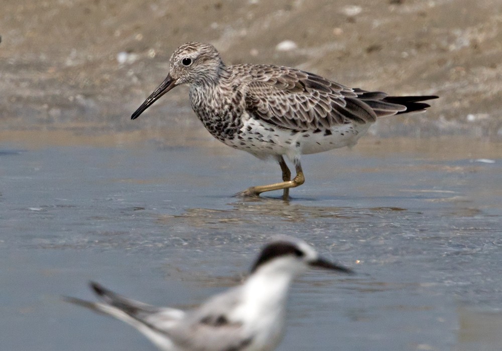 Great Knot - ML206012821