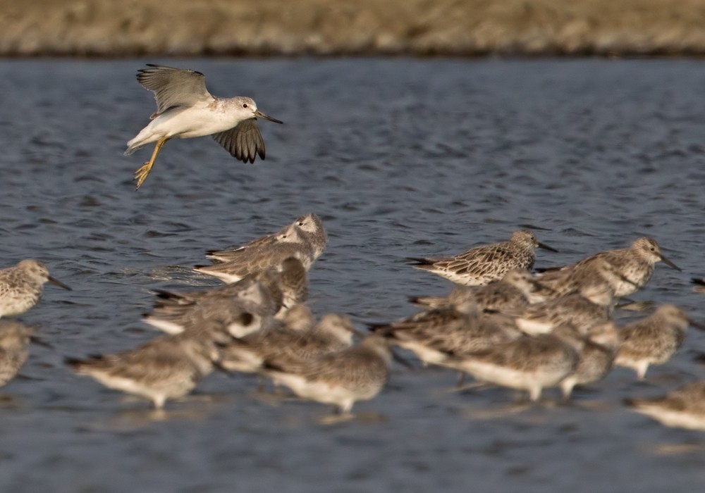 Nordmann's Greenshank - ML206012851